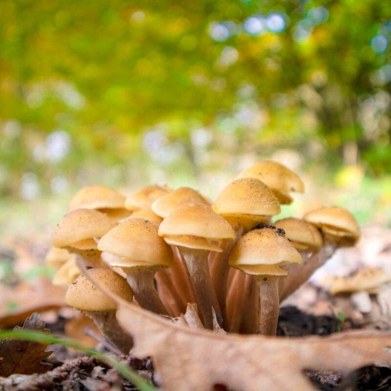 Shrooms Canada | Mushroom Coffee Canada