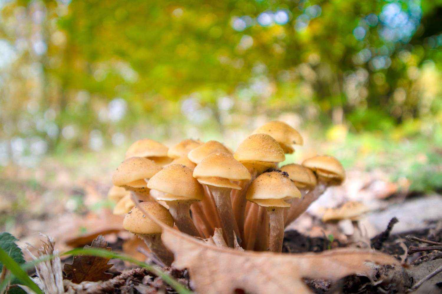 The Global Phenomenon of Microdosing is Expanding Psilocybin Mushrooms Beyond Canada