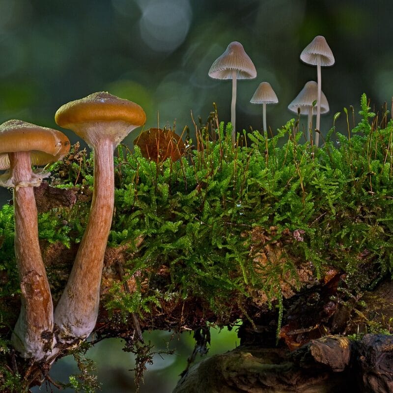 magic mushroom in Canada | Mushroom Coffee Canada