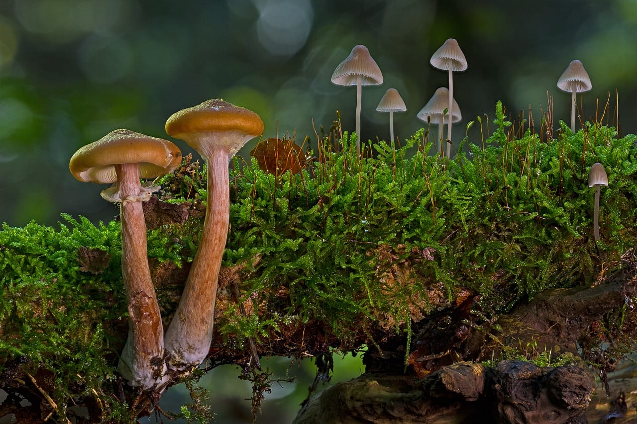 The Majority of Canadians, 80% to be Exact, Advocate for the Use of Magic Mushrooms to Ease Existential Anxiety