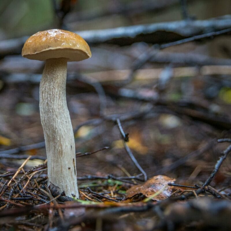 Shrooms online | Mushroom Coffee Canada