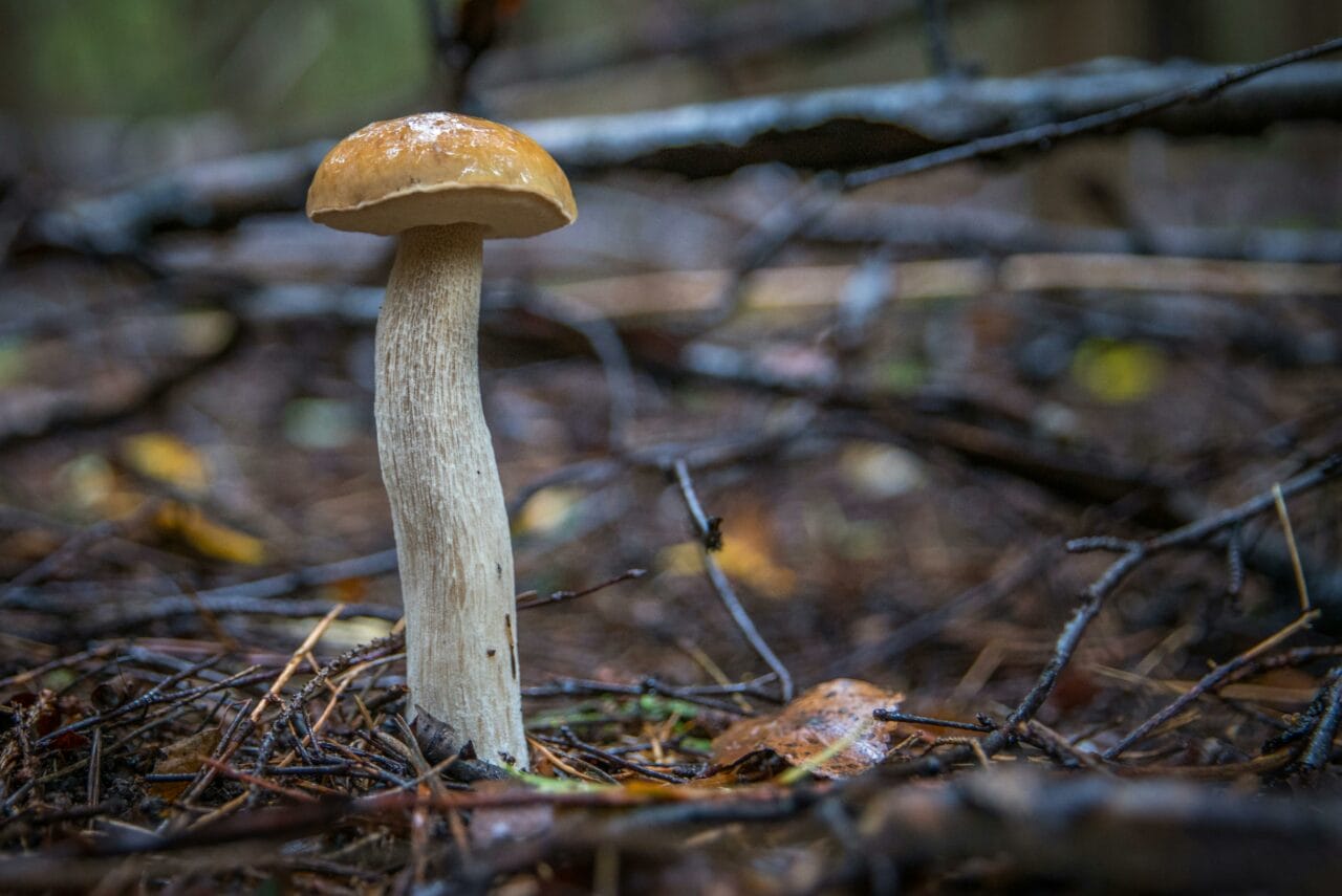 Innovative Studies on Psychedelic Mushrooms Indicate Prolonged Brain Alteration Could Benefit Mental Well-being