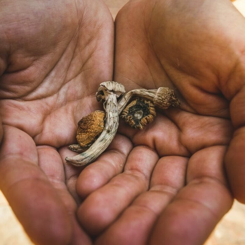 dried shrooms | Mushroom Coffee Canada