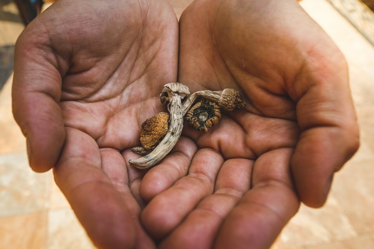 How Does the Experience with Dried Mushrooms Measure Up Against Other Psychedelics?