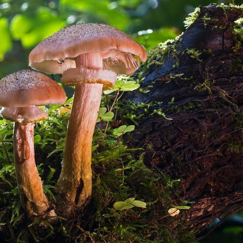 magic mushroom delivery | Mushroom Coffee Canada