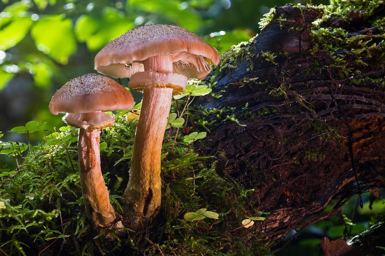Magic Mushrooms’ Psychedelic Effects – Did They Play a Role in Our Evolution as a Species?