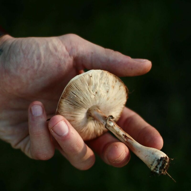 Shrooms | Mushroom Coffee Canada