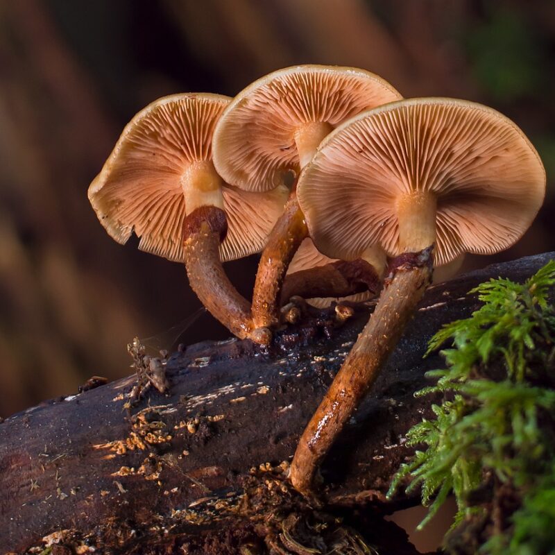 alacabenzi strain | Mushroom Coffee Canada