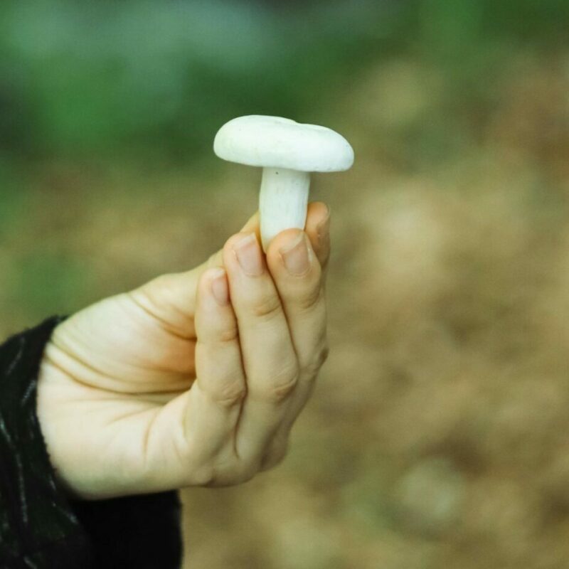 shrooms online in Canada | Mushroom Coffee Canada