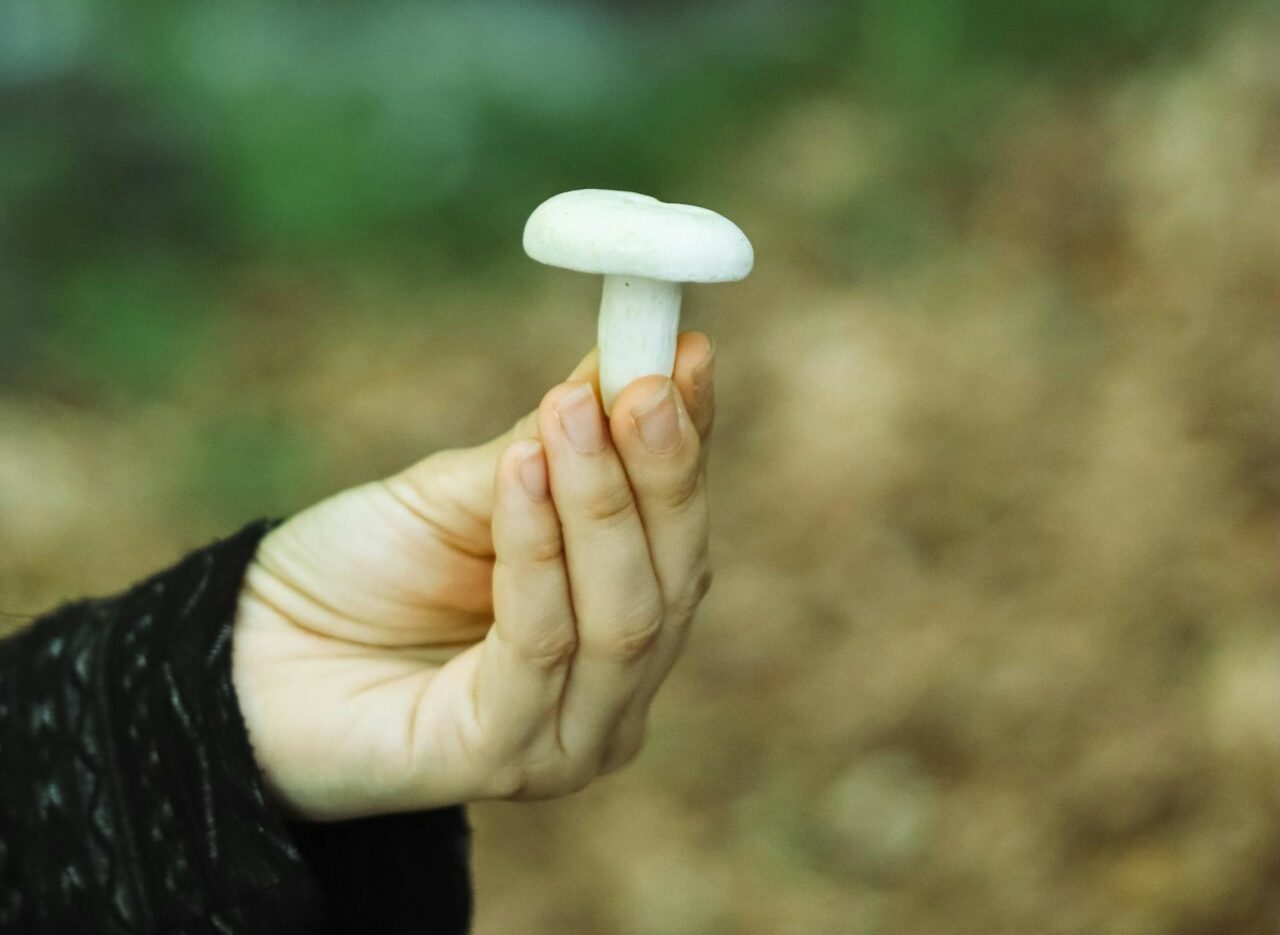 Discover Five Mushroom Varieties for Every Psychedelic Aficionado