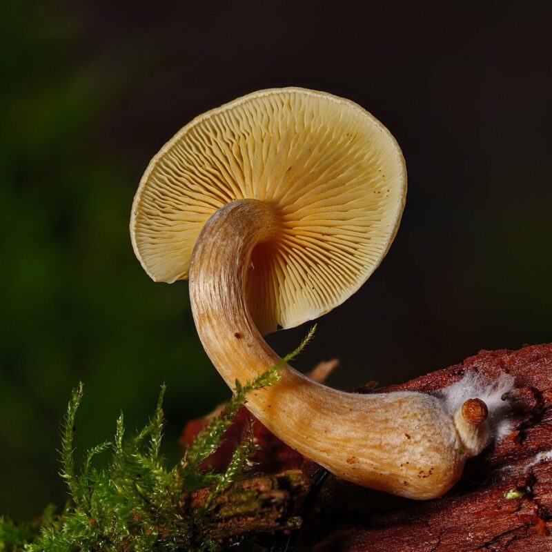 Alacabenzi Strain | Mushroom Coffee Canada