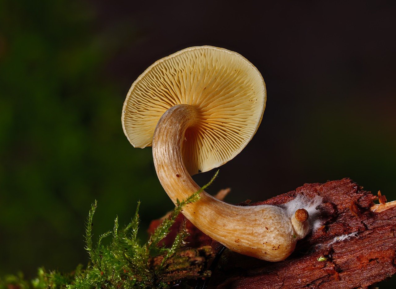 An Introductory Guide to the Alacabenzi Strain – Essential Knowledge for Users Prior to Their Initial Dose