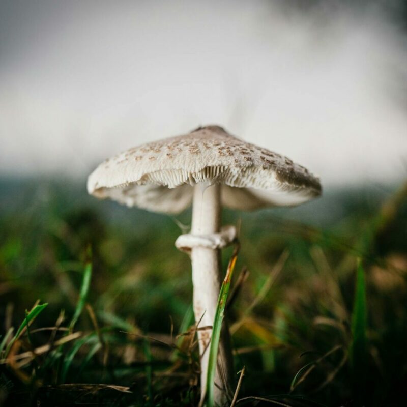 White Monster | Mushroom Coffee Canada