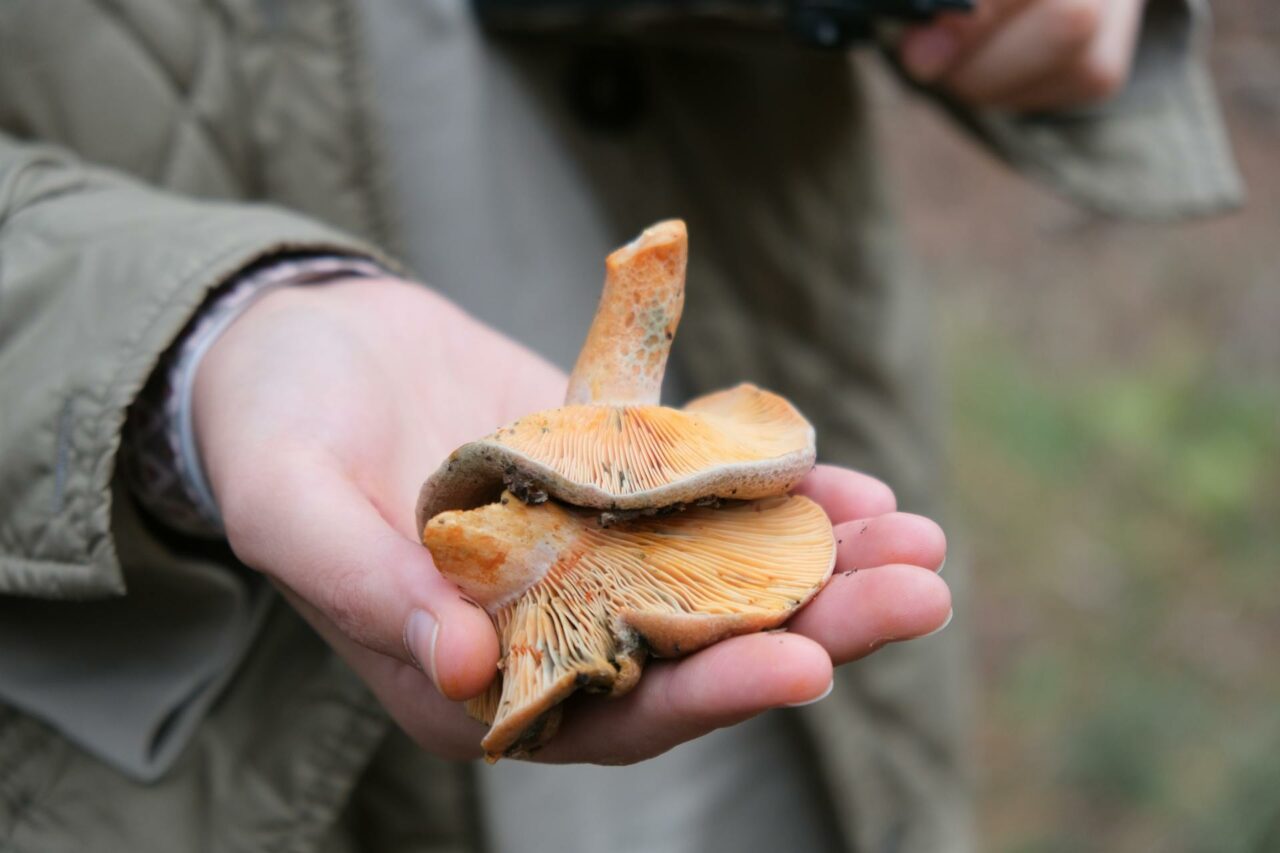 The Reasons Why the Apex Strain Mushroom Will Always Be a Part of My Self-Care Routine