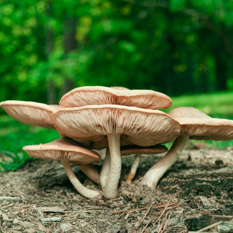 Big Daddy Mushroom | Mushroom Coffee Canada
