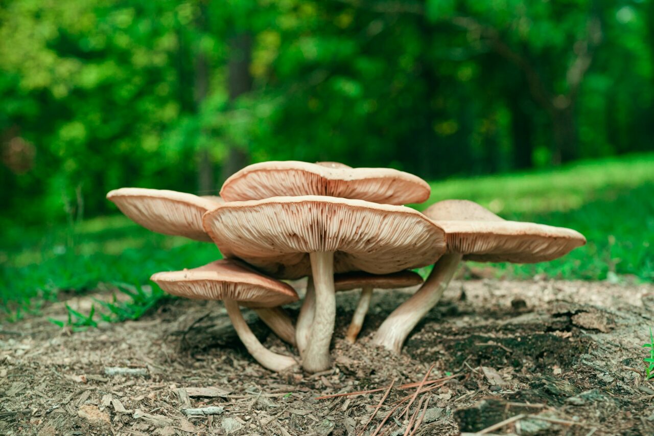 Ventured on a Hike with Big Daddy Mushroom—A 10/10 Experience Worth Repeating