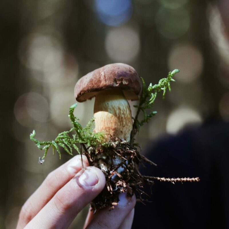 Buy Shrooms | Mushroom Coffee Canada