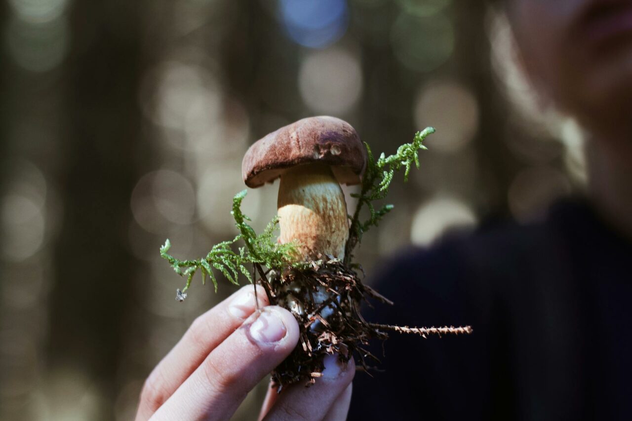 Purchasing Mushrooms Online? A Retiree Regrets Not Utilizing Psilocybin 45 Years Earlier