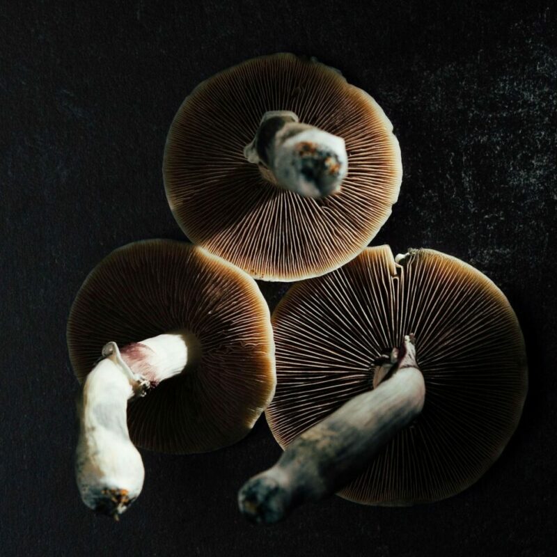 Magic Mushroom Canada | Mushroom Coffee Canada