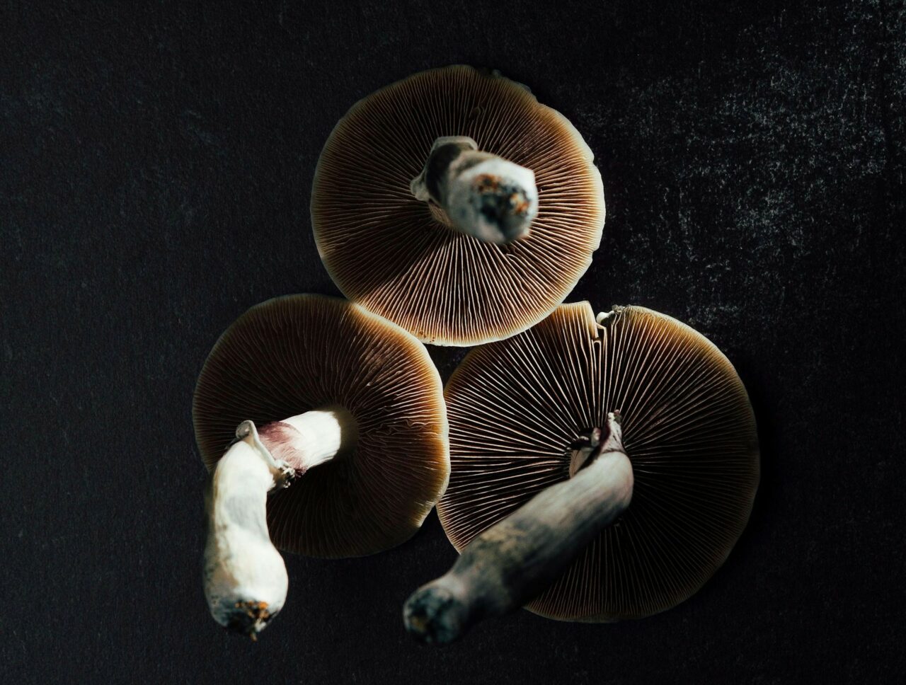 Canada’s Magic Mushroom – Experts Discuss Why Natural Psilocybin Has a Stronger Impact Than Its Laboratory-Produced Counterpart