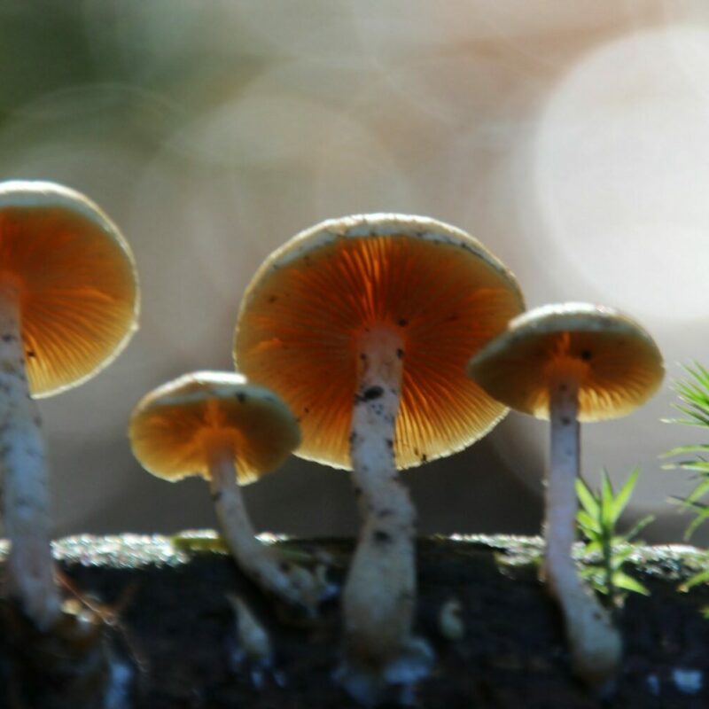Magic Mushroom Delivery | Mushroom Coffee Canada