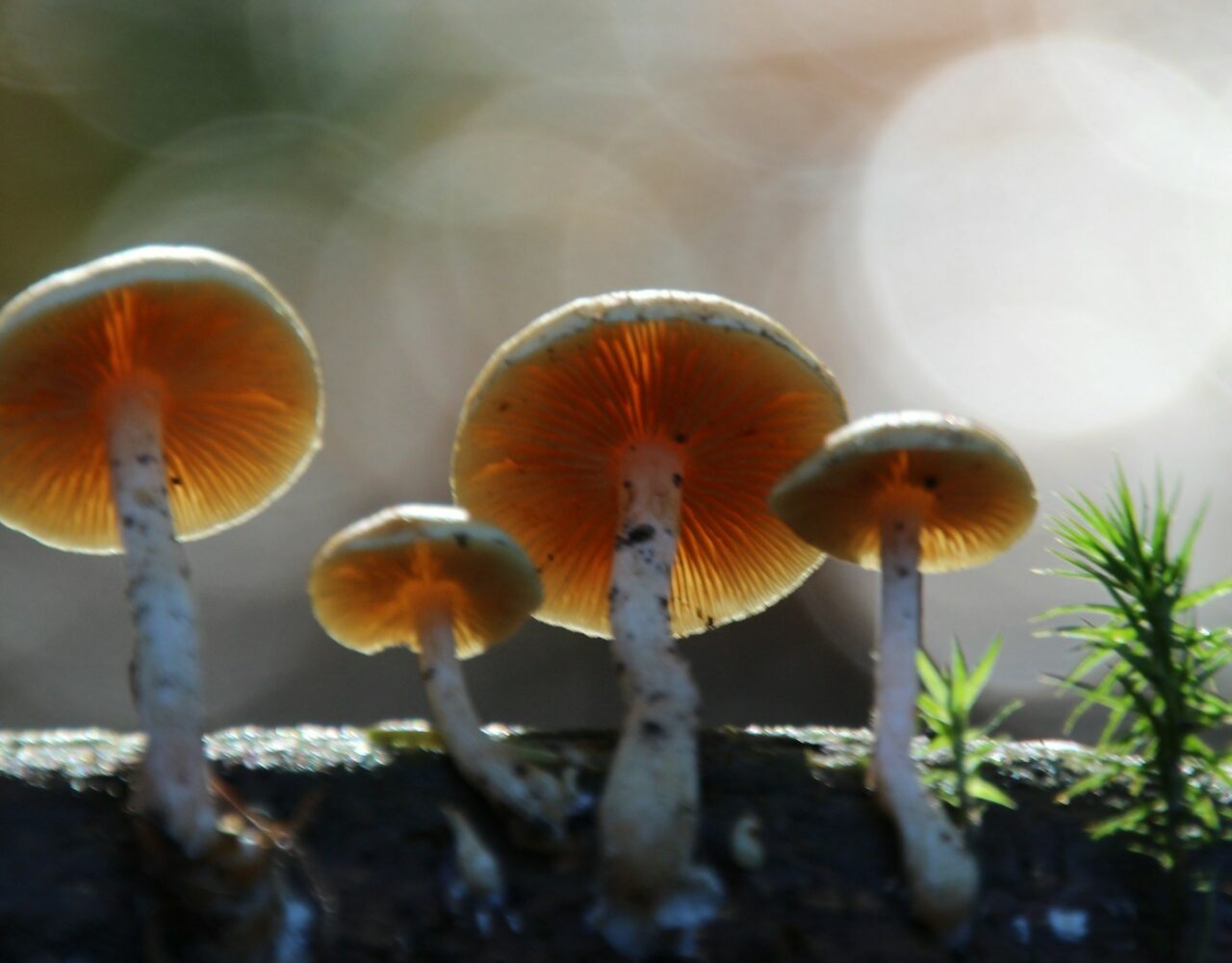 How the Delivery of Magic Mushrooms Altered and Improved My Psychedelic Experiences