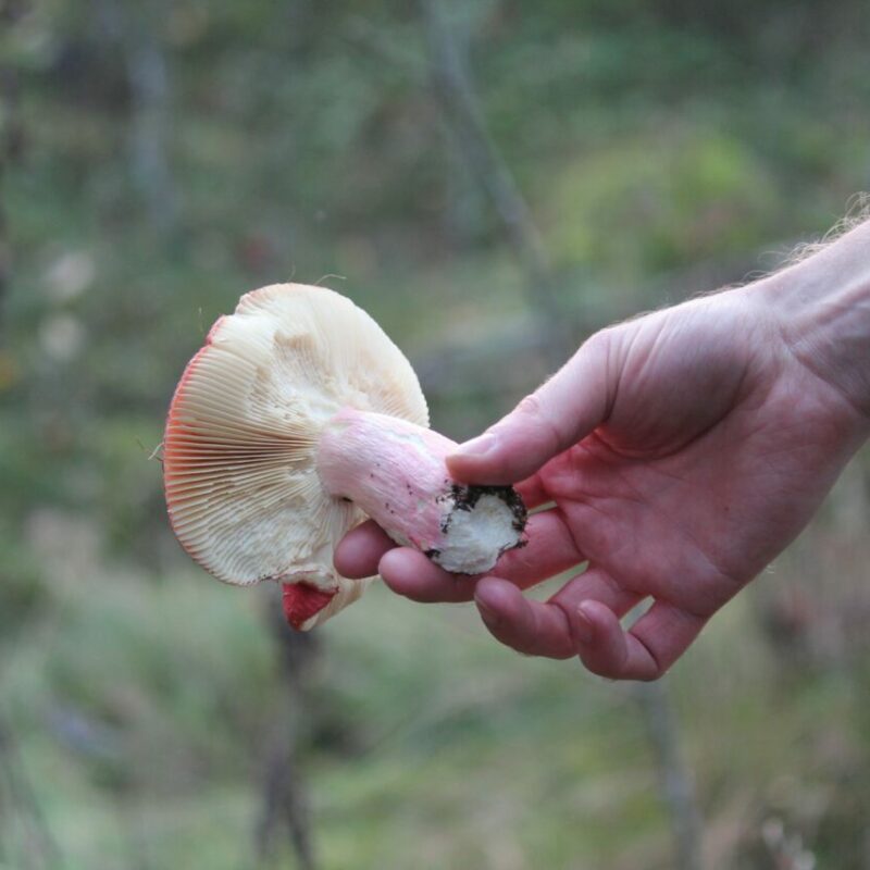 Magic Mushroom Delivery | Mushroom Coffee Canada
