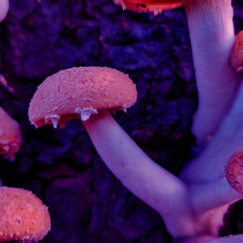 Mushroom Dispensary | Mushroom Coffee Canada
