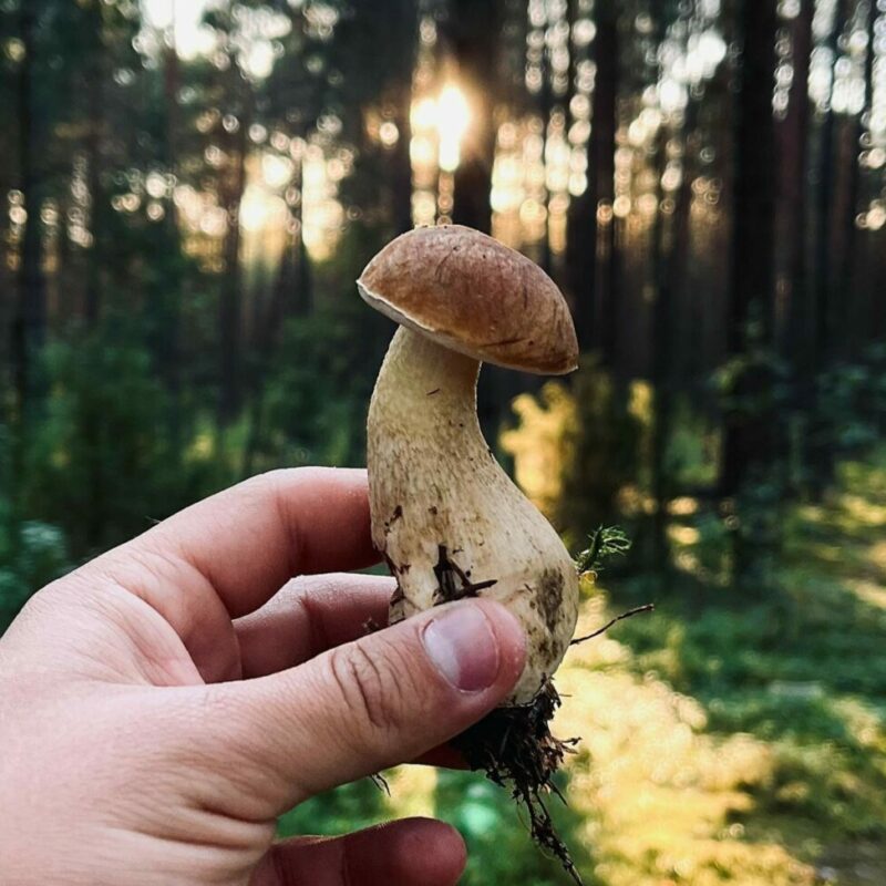 Shrooms Delivery Canada | Mushroom Coffee Canada