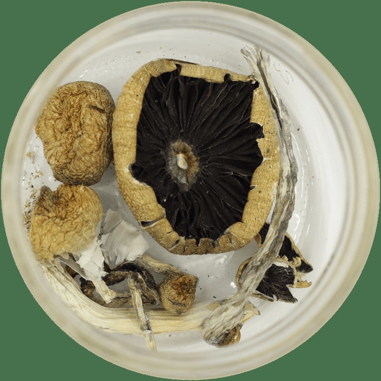 | Mushroom Coffee Canada
