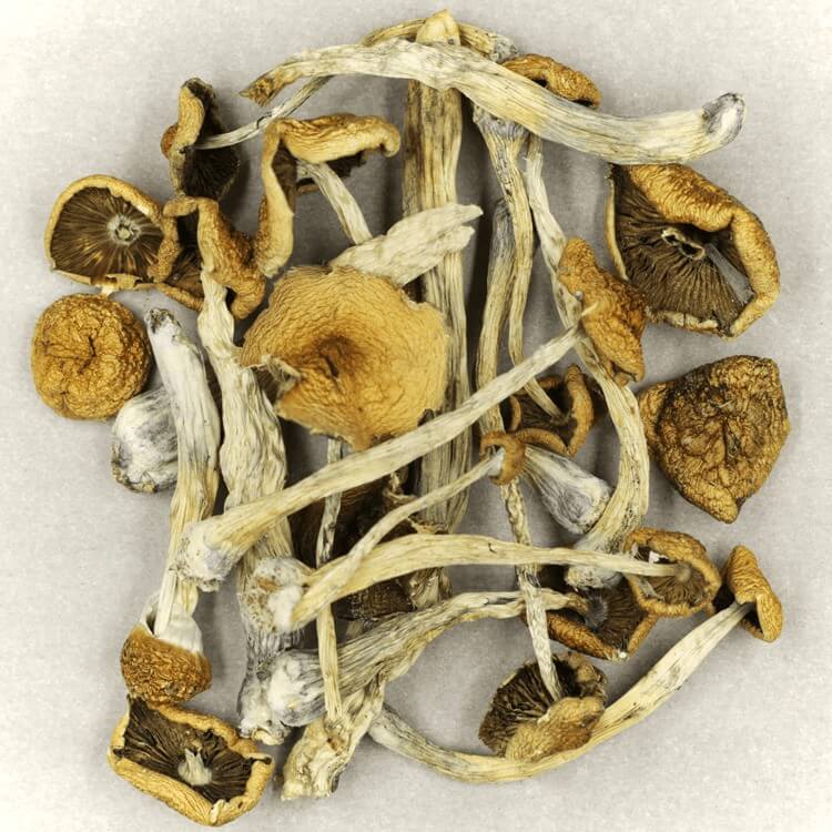  | Mushroom Coffee Canada