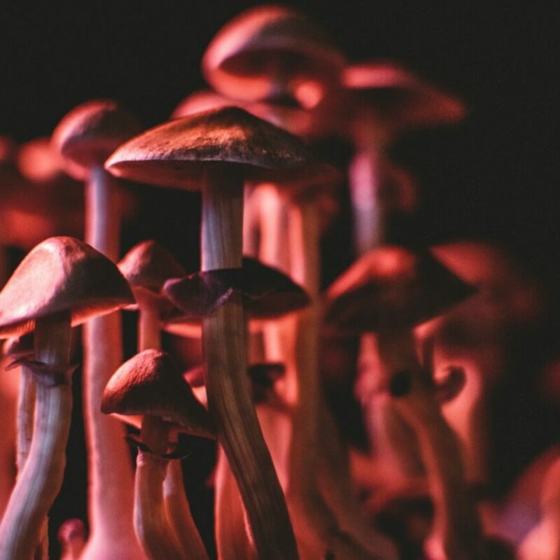  | Mushroom Coffee Canada