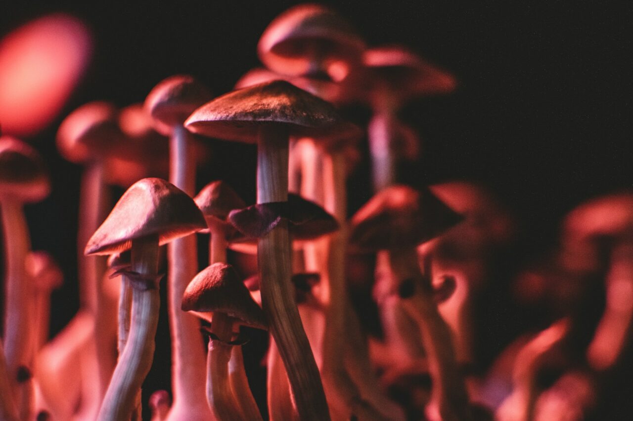 How I Successfully Purchased Psychedelics Online (While Evading Fraudulent Schemes)